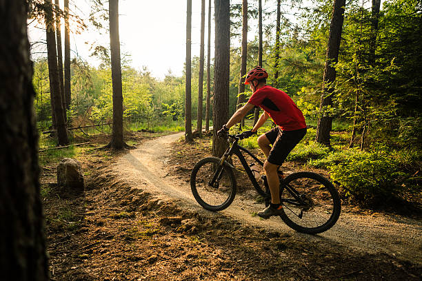 Mountain biker riding cycling in summer forest stock photo