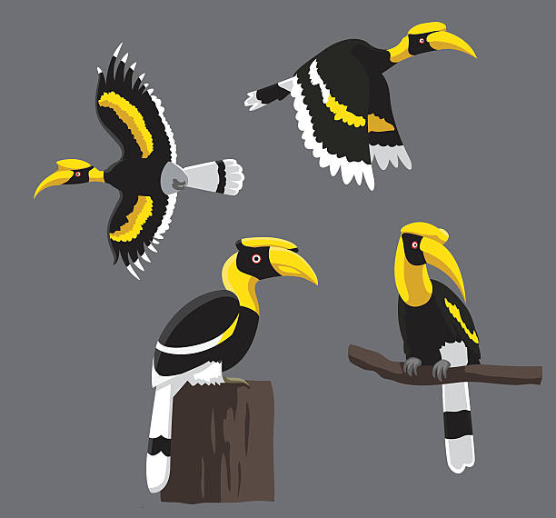 ilustrações, clipart, desenhos animados e ícones de pássaro coloca búcero ilustração vetorial - bucerotidae