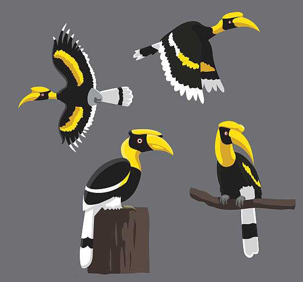 Bird Poses Great Hornbill Vector Illustration Bird Set EPS10 File Format hornbill stock illustrations