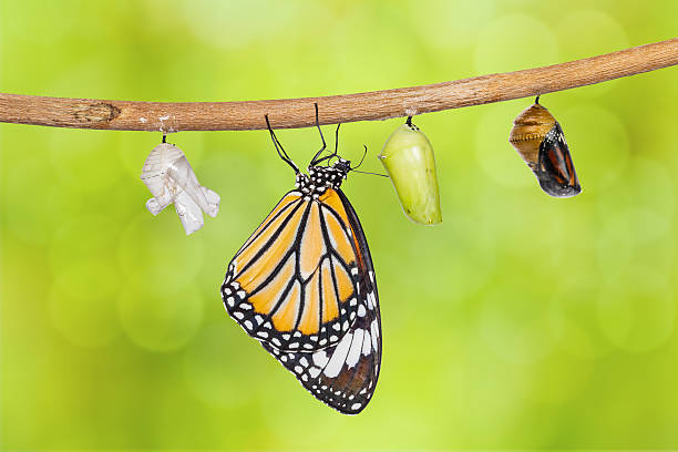 istock Common tiger butterfly emerging from pupa hanging on twig 535407134