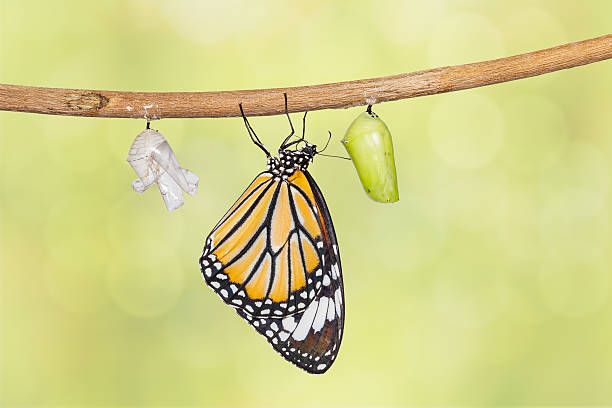 istock Common tiger butterfly emerging from pupa hanging on twig 535407162