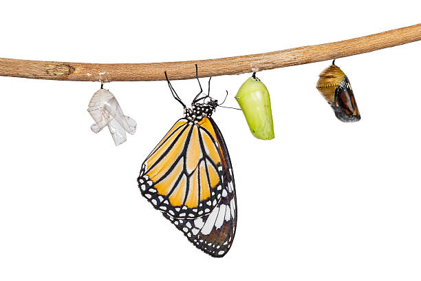 istock Isolated common tiger butterfly emerging from pupa hanging on tw 535407186