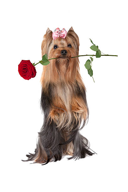 istock Yorkshire terrier dog sitting up in front of white background 535407688
