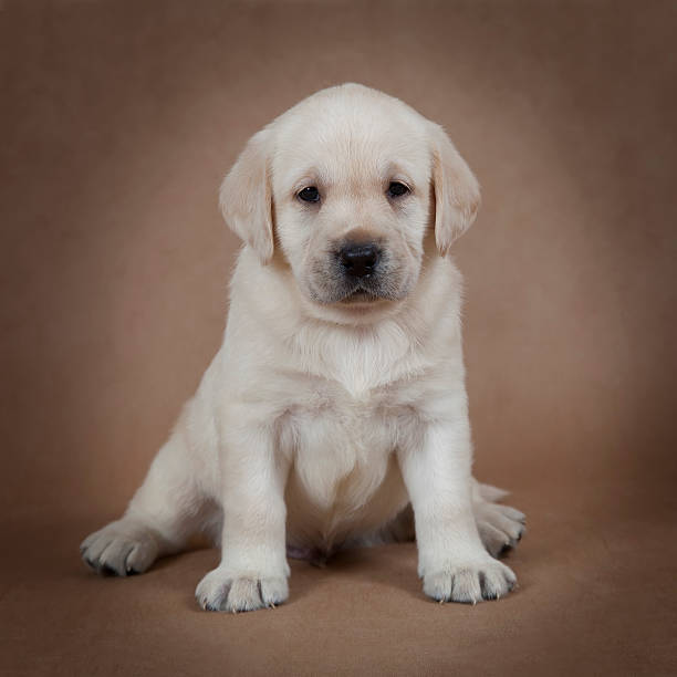 istock Cute little Labrador puppy 535408444