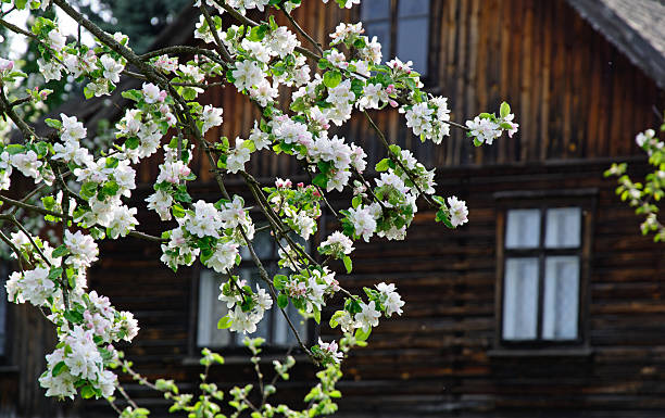 blossoming tree near the house