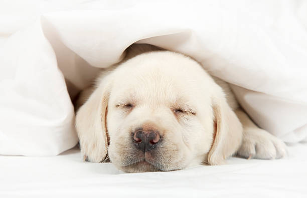 istock Labrador puppy sleeping in a bed 535410946