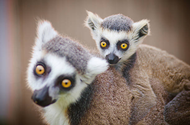 istock little lemur with his mother 535411098