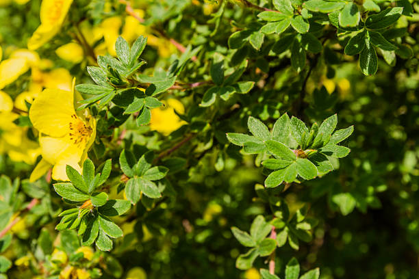 istock Leaves - Potentilla fruticosa L. 535411570