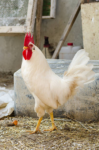 istock White cock in the village yard 535412044
