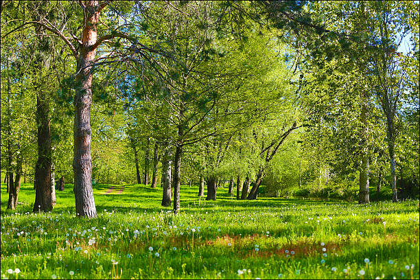 automne et de la nature - power ballad photos et images de collection