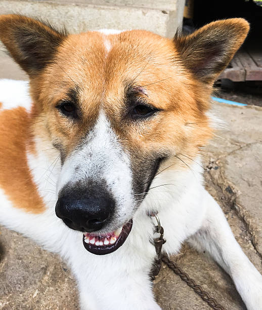 istock Bangkeaw Thai dog 535412855