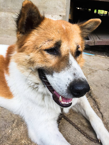 istock Bangkeaw Thai dog 535412857