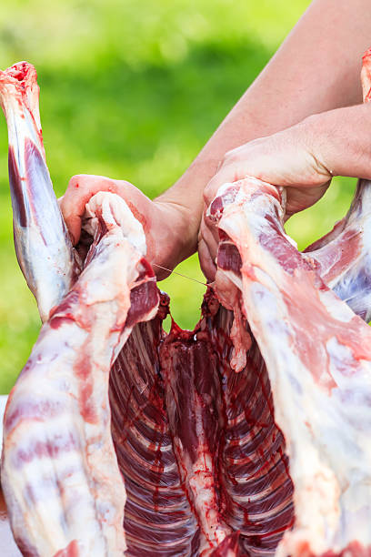 cortando processo de jovens carcaça de cordeiro - lamb chop shank cooked - fotografias e filmes do acervo