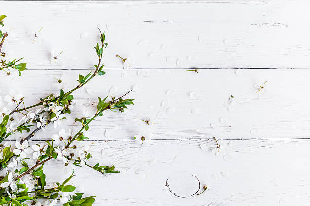 istock apple flowers on white wooden background 535412950