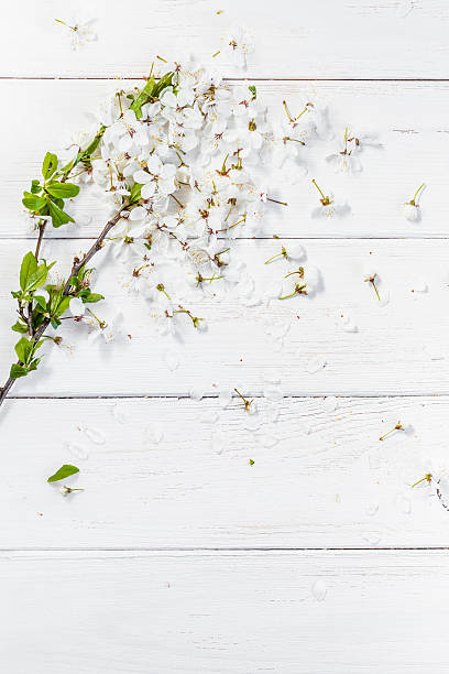 istock apple flowers on white wooden background 535412980