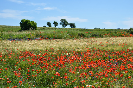 Summer view at a grain field with poppies on the swedish island Oland.