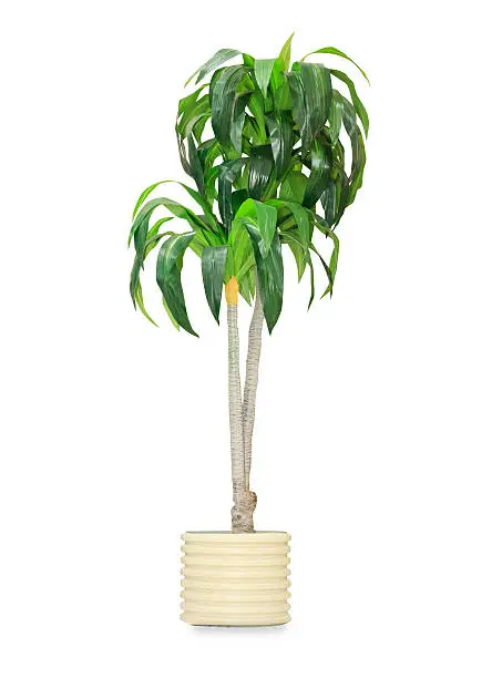 Photo of Big dracaena palm in a pot isolated over white