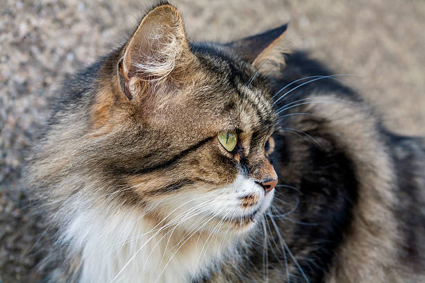 istock Maine Coon cat sitting infront of a house 535414122