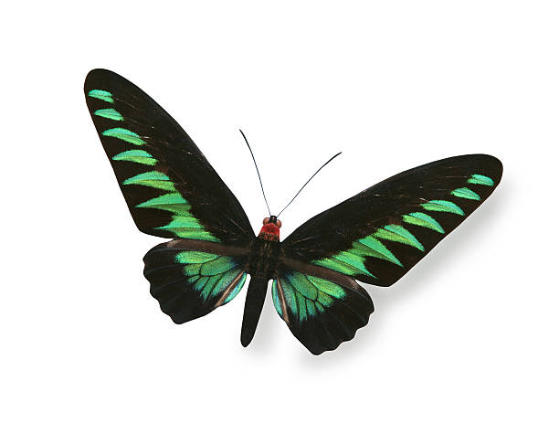 istock Green and black butterfly isolated on white 535414519
