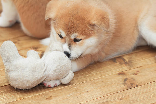 akita inu-inu cucciolo giocando con il giocattolo amico - foto stock