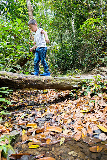 istock Little boy balancing on tree trunk in forest 535415062