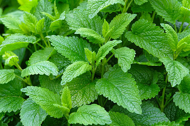 melissa, melissa officinalis - lemon balm foto e immagini stock