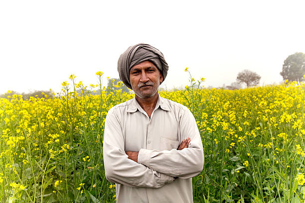 farmer standin en el campo de mostaza - mustard plant mustard field clear sky sky fotografías e imágenes de stock