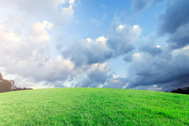 istock The landscap sky and grass sunset on background 535415628