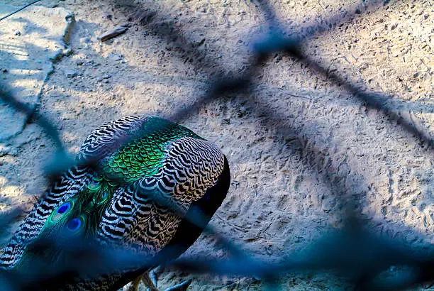 Photo of Caged Peacock