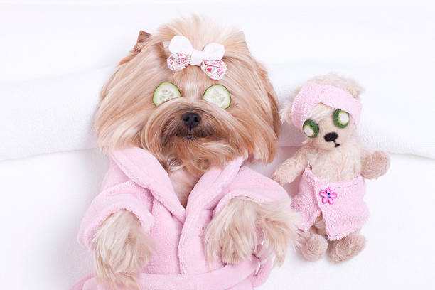 istock Yorkshire terrier dog and teddy bear massage at the spa 535416233