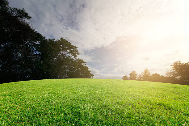 istock The landscap sky and grass sunset on background 535416662