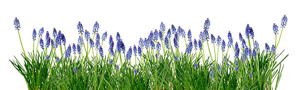 bluebells spring easter garden border with bluebells isolated over white grape hyacinth photos stock pictures, royalty-free photos & images