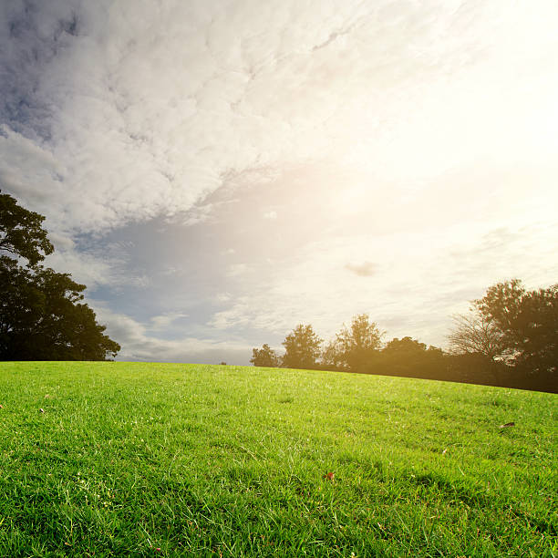 istock The landscap sky and grass sunset on background 535417054