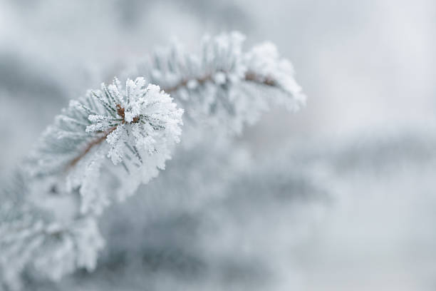 istock winter background with frosty fir branches 535417809