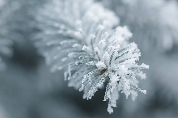 istock winter background with frosty fir branches 535417811