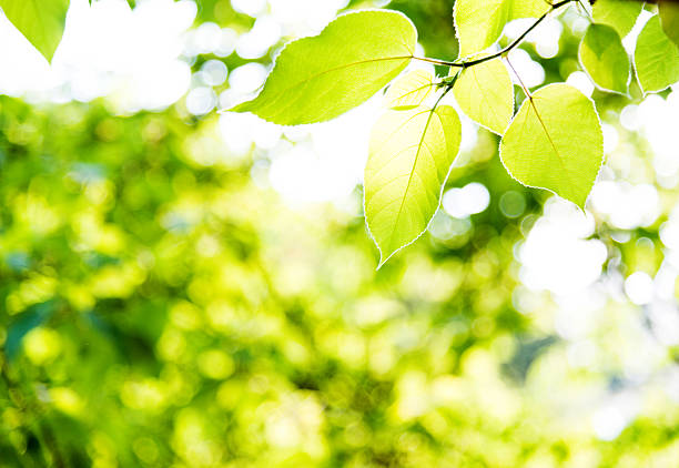 feuilles vert fraîche au printemps - photosynthèse photos et images de collection