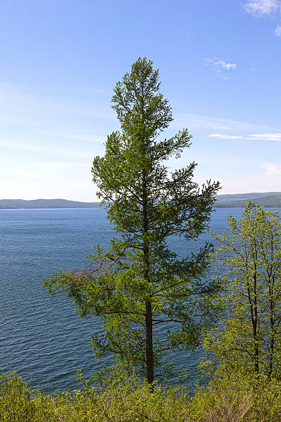 istock Spruce. Sky and lake in the background 535418372
