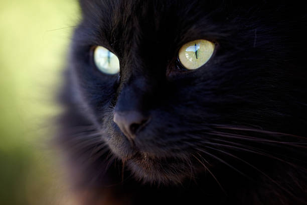 istock Wide-eyed and alert 535418579