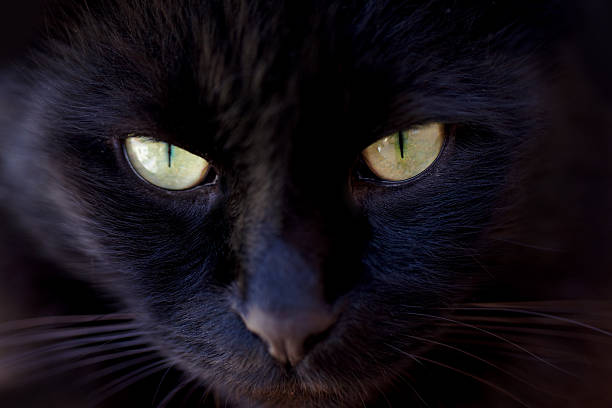 istock Nothing is missed by this gaze! 535418583