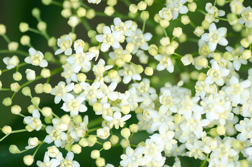 closeup to white elder flowers