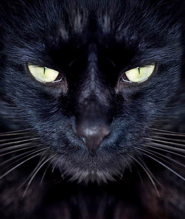 Cropped view of a black cat looking at youhttp://195.154.178.81/DATA/shoots/ic_781658.jpg