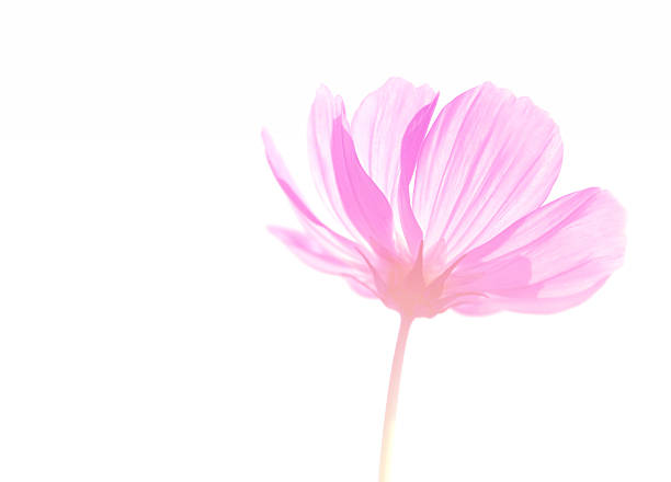 istock Flower soft focus on pastel tone 535419131