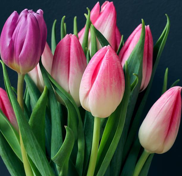 istock Tulip Flowers against dark grey background 535419384