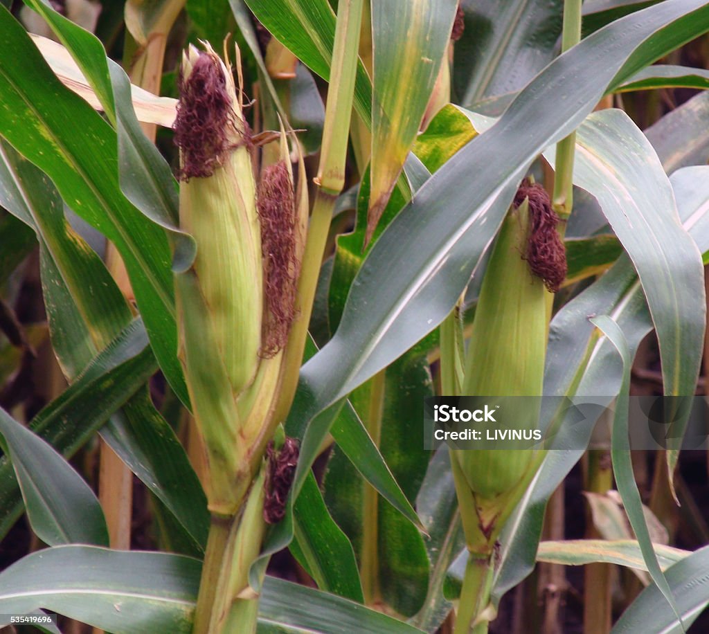 Perto de milho fresco - Foto de stock de Agricultura royalty-free