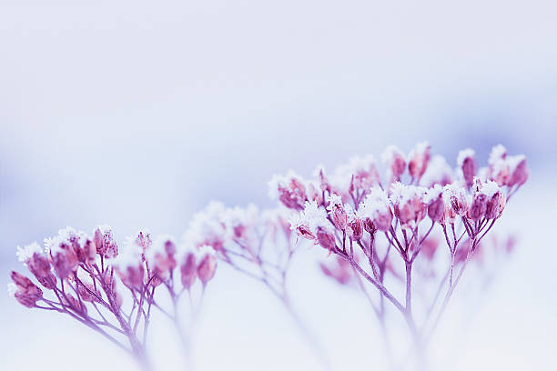 frost-covered dried wildflowers - flowers winter bildbanksfoton och bilder