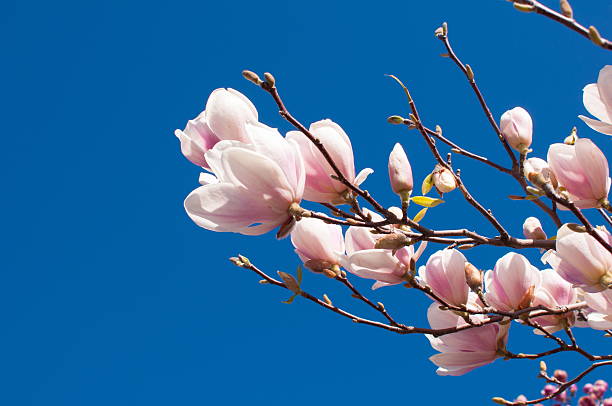 istock Spring Magnolia Flowers and Blue Sky 535421222