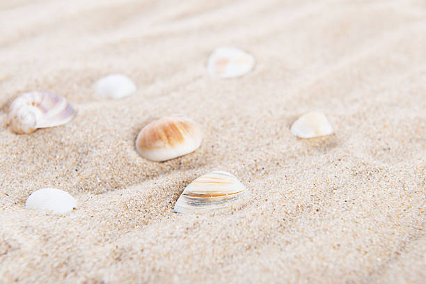 istock Beach and Sea life 535421650