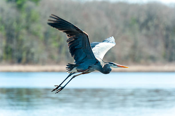 Flying Great Blue Heron Great blue heron flying over the water blue heron stock pictures, royalty-free photos & images