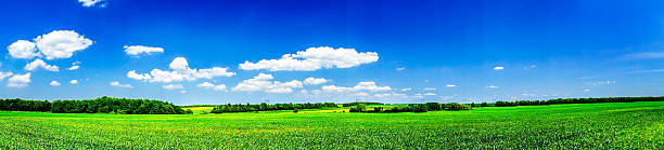 istock Wide field of green wheat by springtime. 535422756