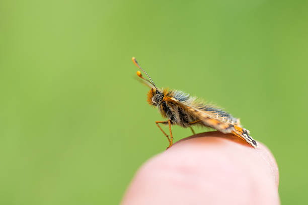 istock Marsh fritillary butterfly (Euphydryas aurinia) on finger 535423190